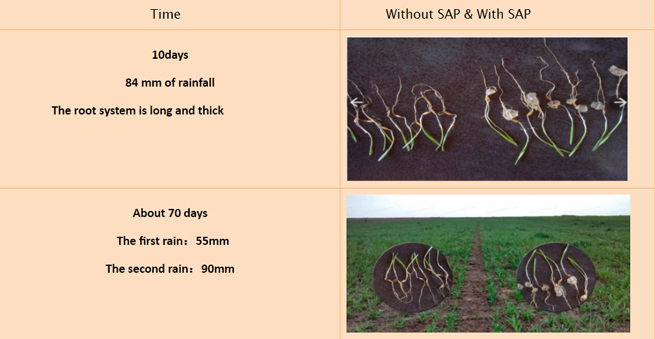 SOCO<ALIMT >®</ALIMT> Water Retaining Agent in Oats Planting