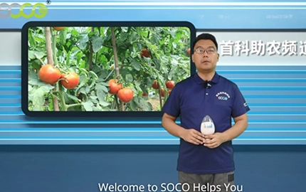 El polímero SOCO para las plántulas de tomate puede reducir el marchitamiento del tomate