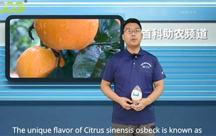 SOCO se unió a la plantación de Citrus Sinensis Osbeck en Hongjiang Farmer en la ciudad de Lianjiang, Guangdong