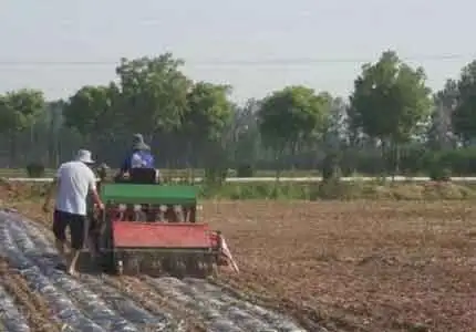 SOCO Hidrogel de suelo VS Mulching que tiene el mayor impacto en el cultivo de arroz Upland