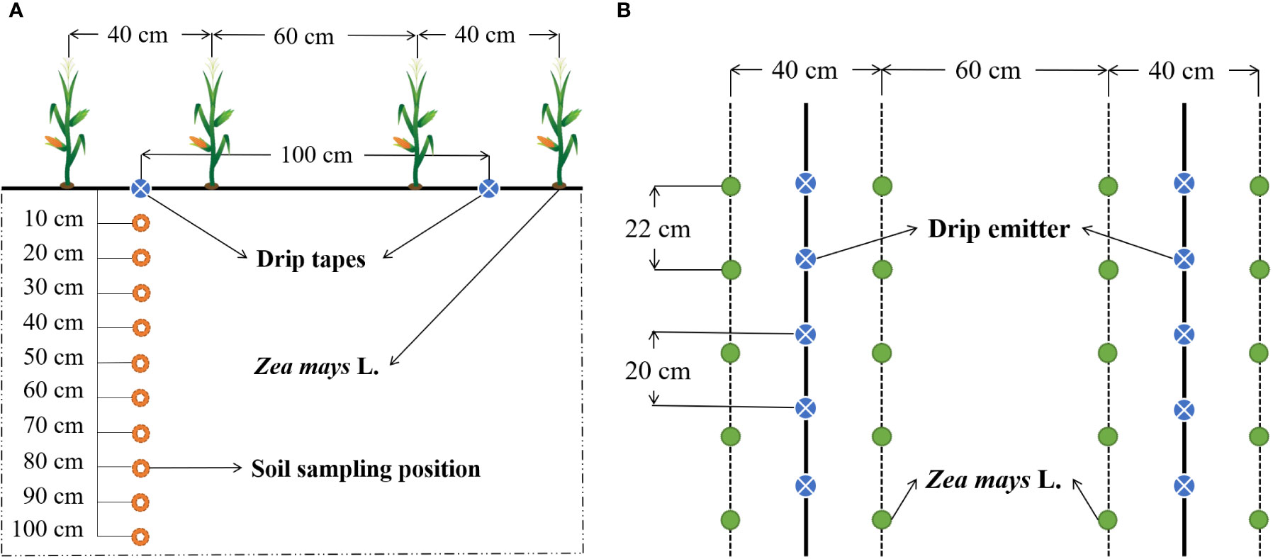 Treatment_plot_planting_pattern_and_soil_sampling_sites.png