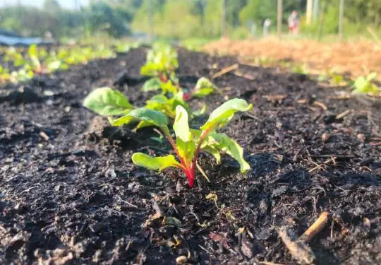 Conservación eficiente del agua en la agricultura orgánica: Integración de riego inteligente con geles de retención de humedad del suelo